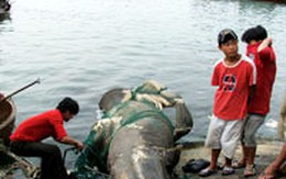 Bắt được cá nhám nặng trên 5 tấn